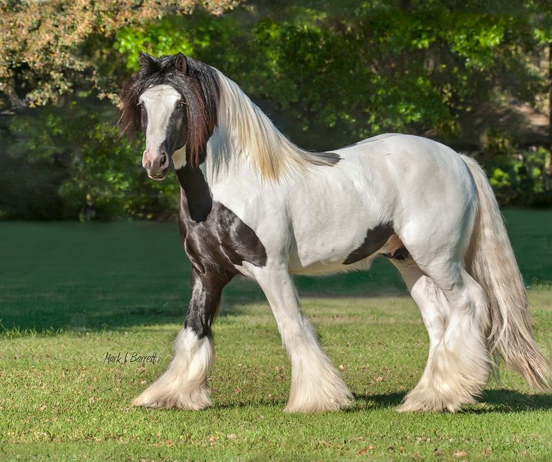 Gypsy Vanner