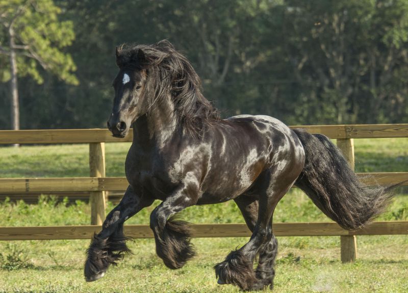 Gypsy Vanner