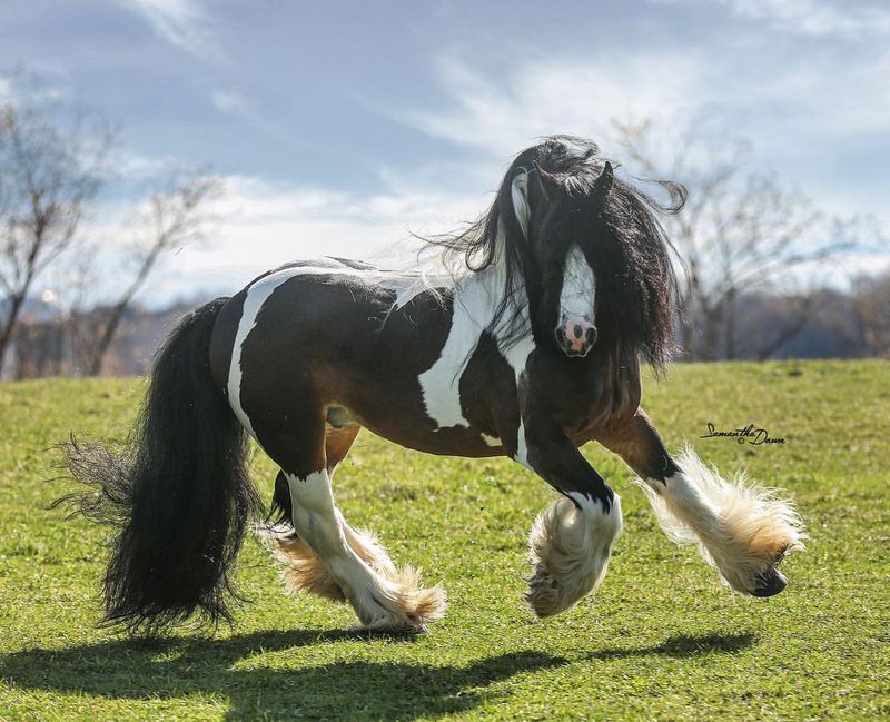 Gypsy Vanner