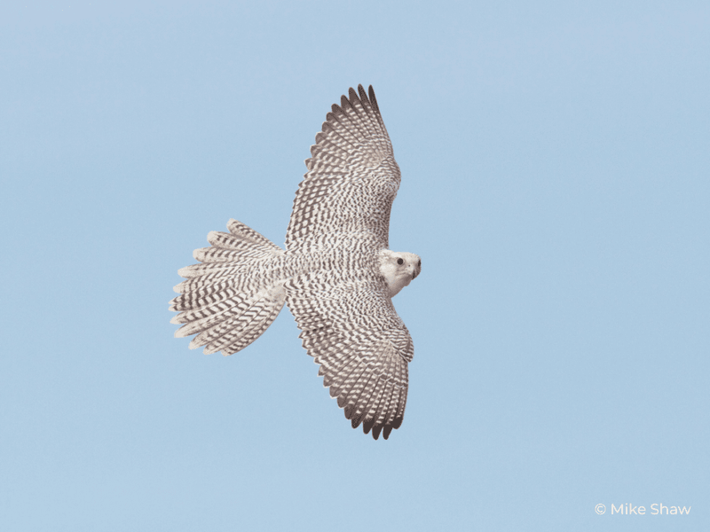 Gyrfalcon