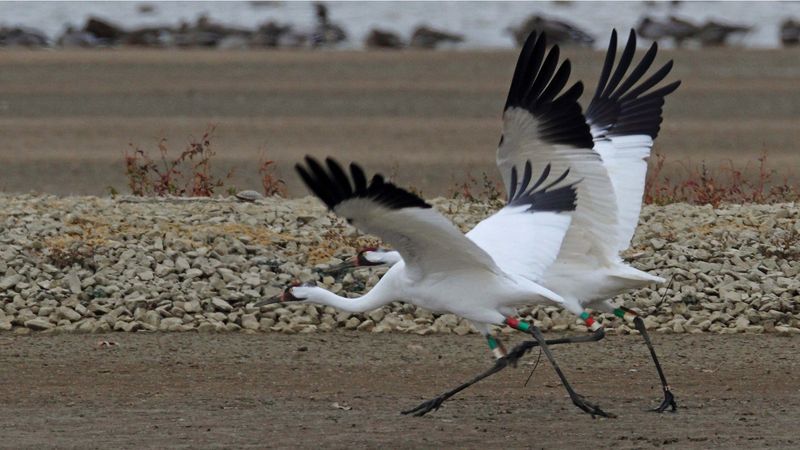 Habitat Destruction