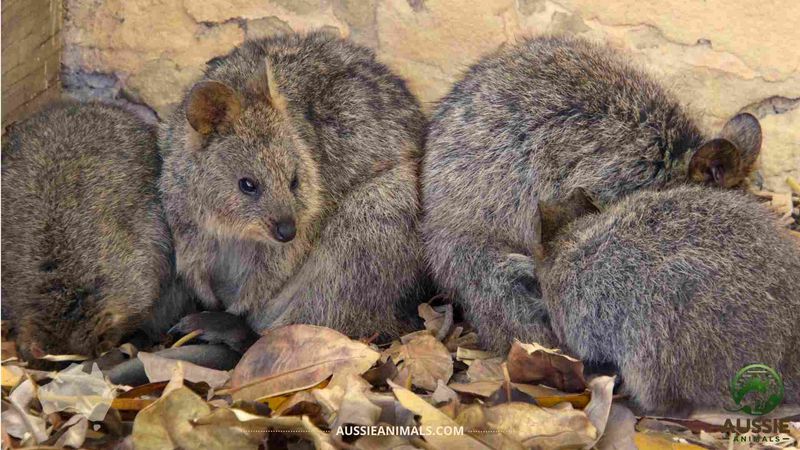 Habitat and Distribution of Quokkas