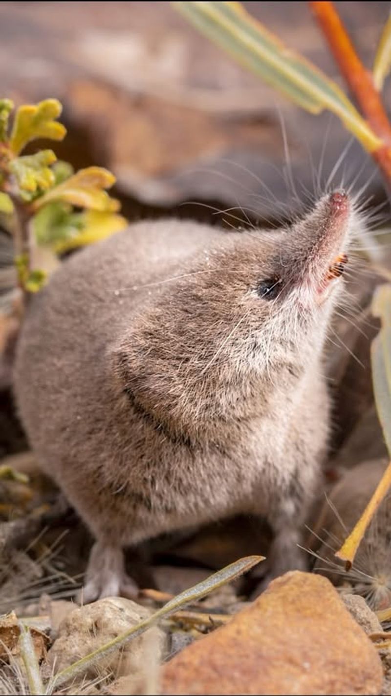 Habitat and Distribution