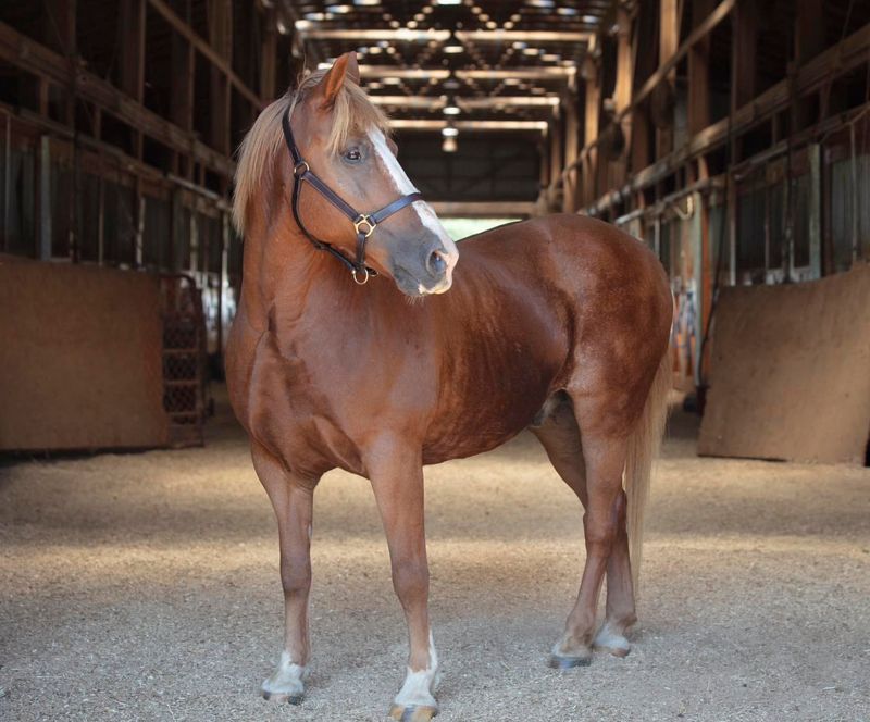 Haflinger