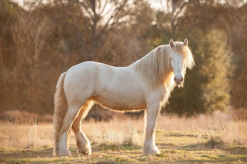 Haflinger