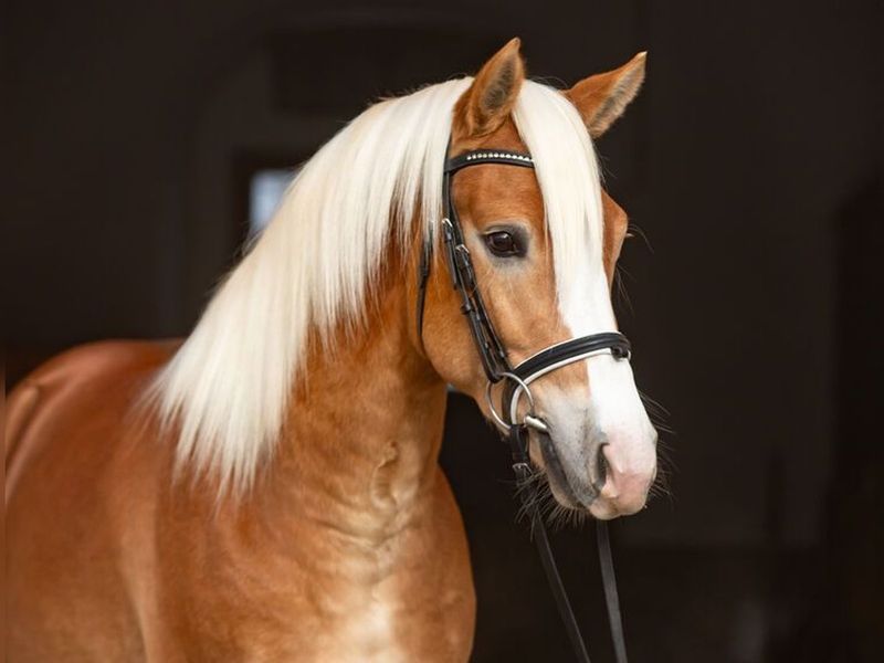 Haflinger