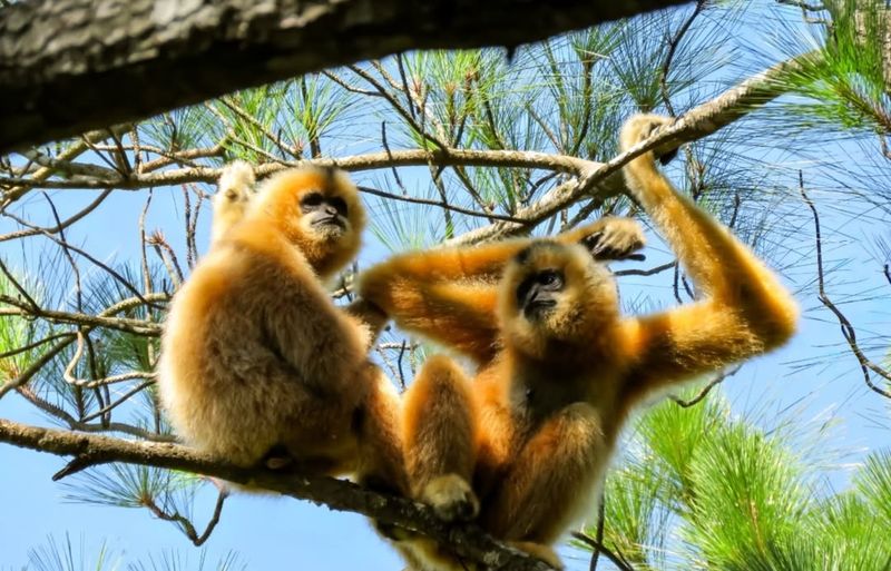 Hainan Gibbon