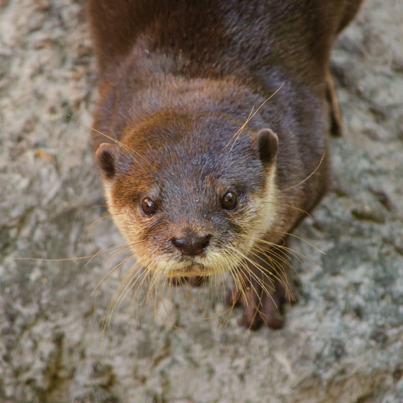 Hairy-nosed Otter