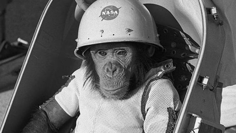 Ham the Chimp