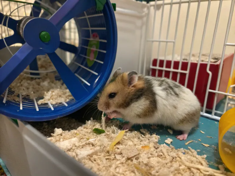 Hamster Barbering