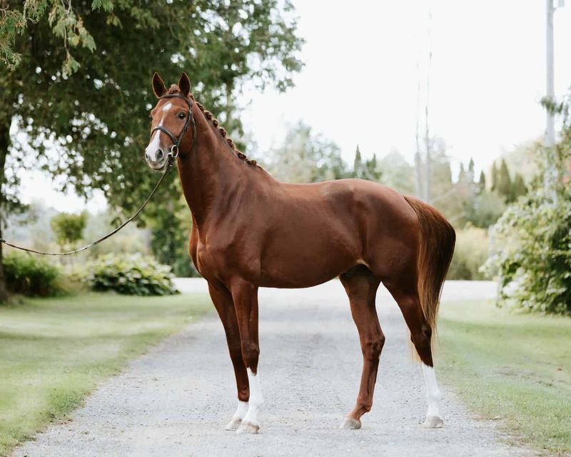 Hanoverian