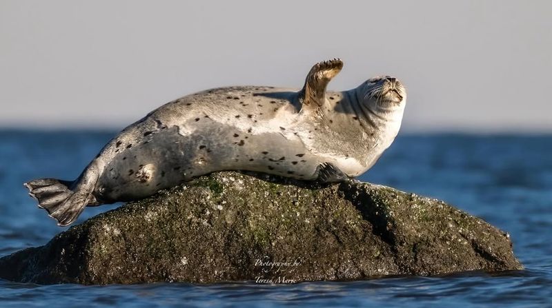 Harbor Seal