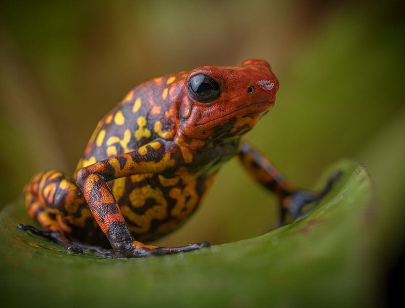 Harlequin Poison Dart Frog