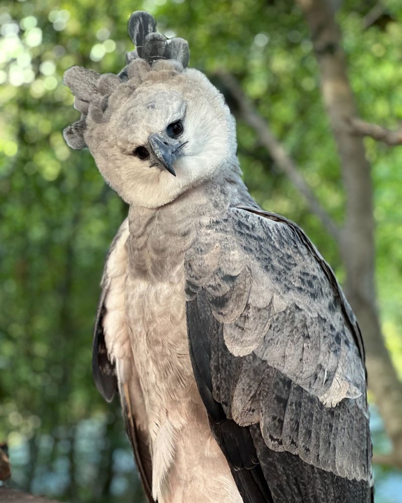 Harpy Eagle