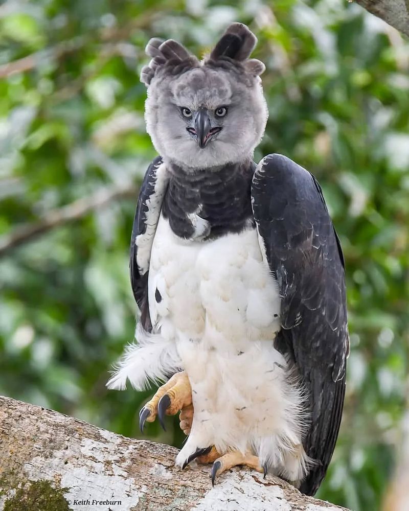 Harpy Eagle