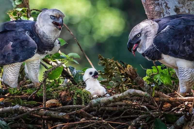 Harpy Eagle