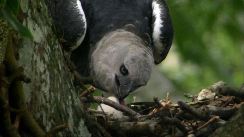 Harpy Eagle in Hawaii