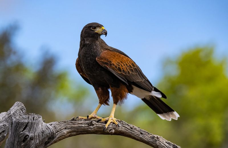 Harris's Hawk