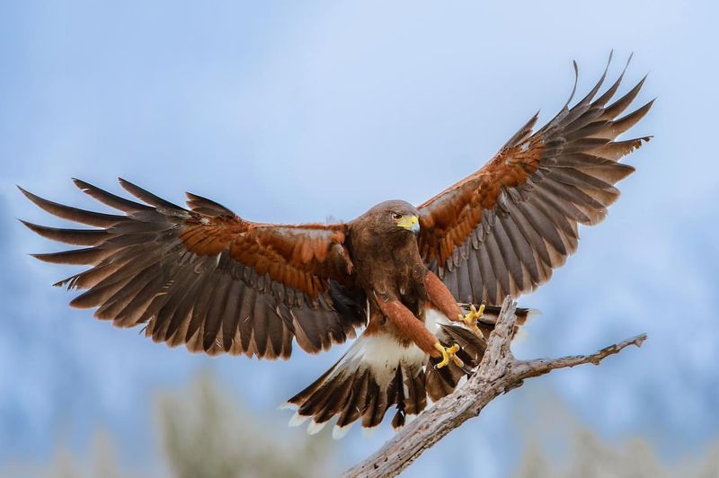 Harris's Hawk