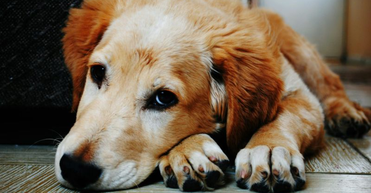 Has Your Dog Been Through Something Stressful? Here’s 10 Tips To Help Them Recover