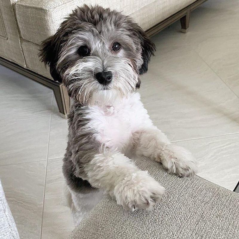 Havanese