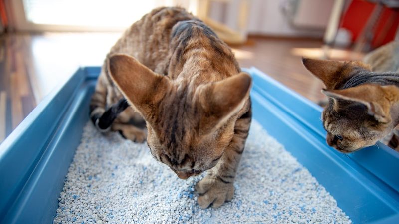 Have One Litter Box Per Cat—Plus One Extra