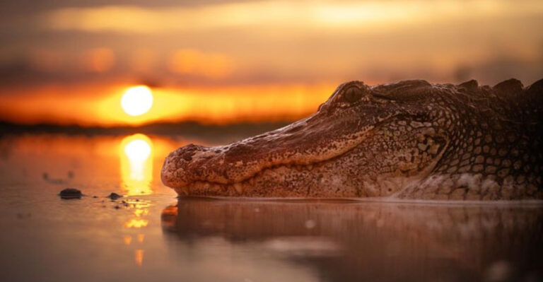 Have You Heard Of Crocodiles Who Mutated Into A New Species