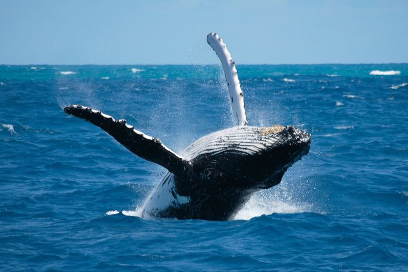 Hawaii's Humpback Whale