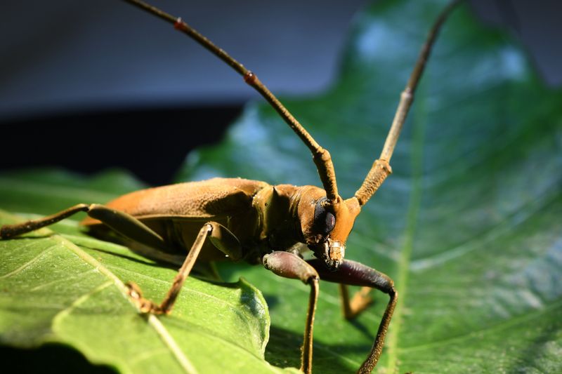 Hawaii's Giant Longhorn Beetle