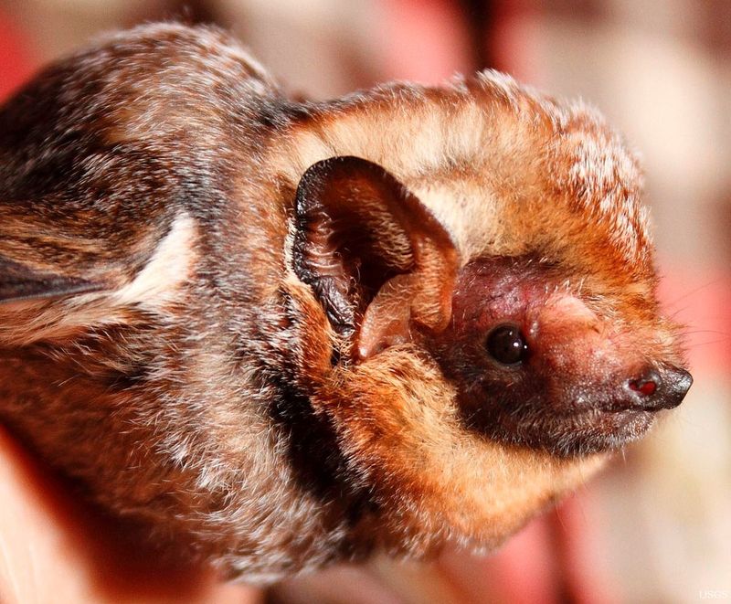 Hawaii's Unique Bats