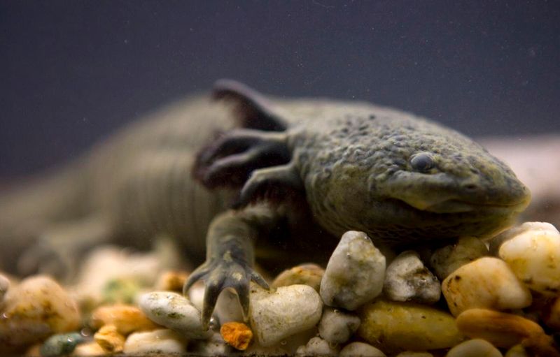 Hawaii's Unique Resident: Japanese Giant Salamander