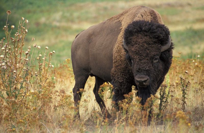 Hawaii Bison