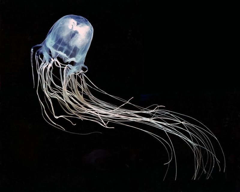 Hawaii - Box Jellyfish