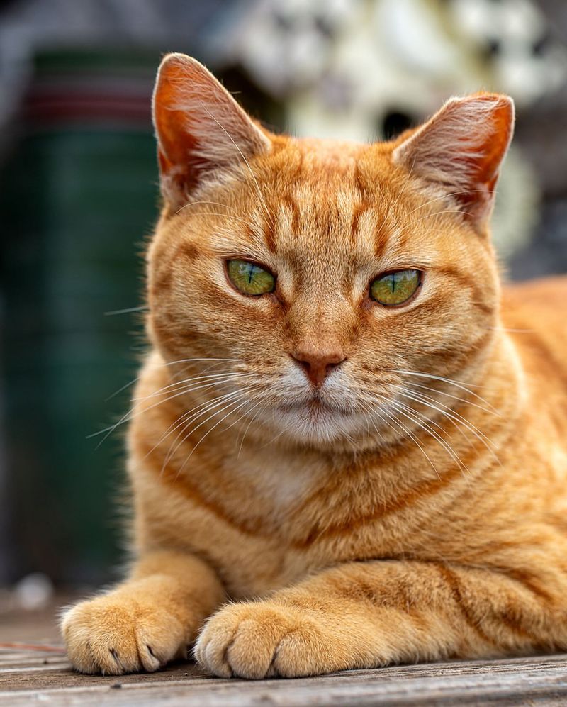 Hawaii - Feral Cat