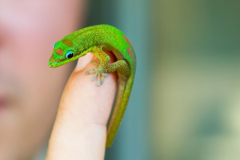 Hawaii Gold Dust Day Gecko