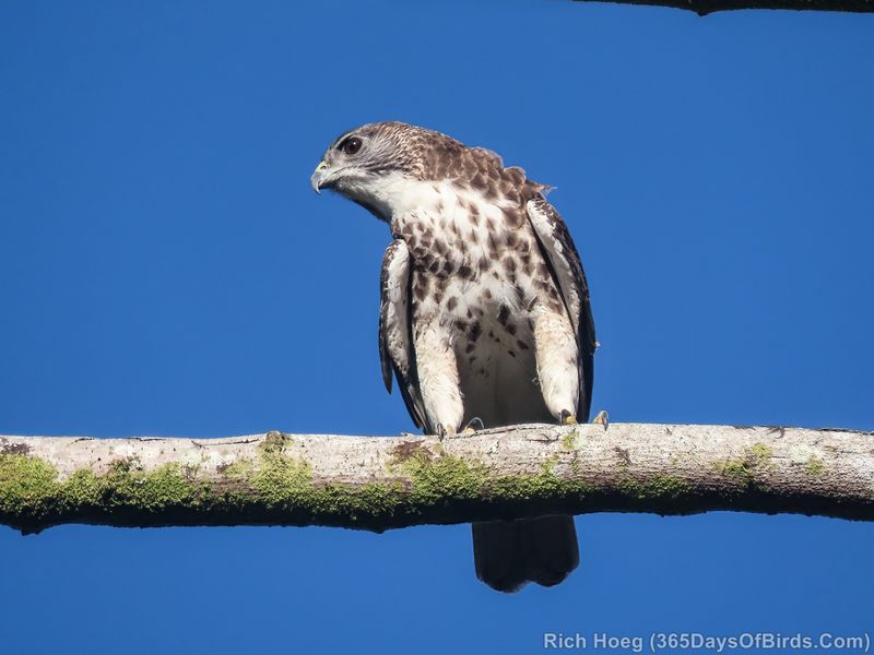 Hawaii - Hawaiian Hawk