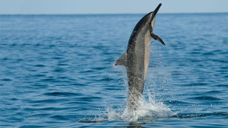 Hawaii - Spinner Dolphin