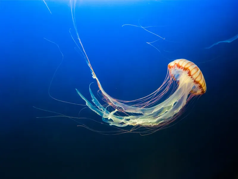 Hawaii - The Enormous Box Jellyfish