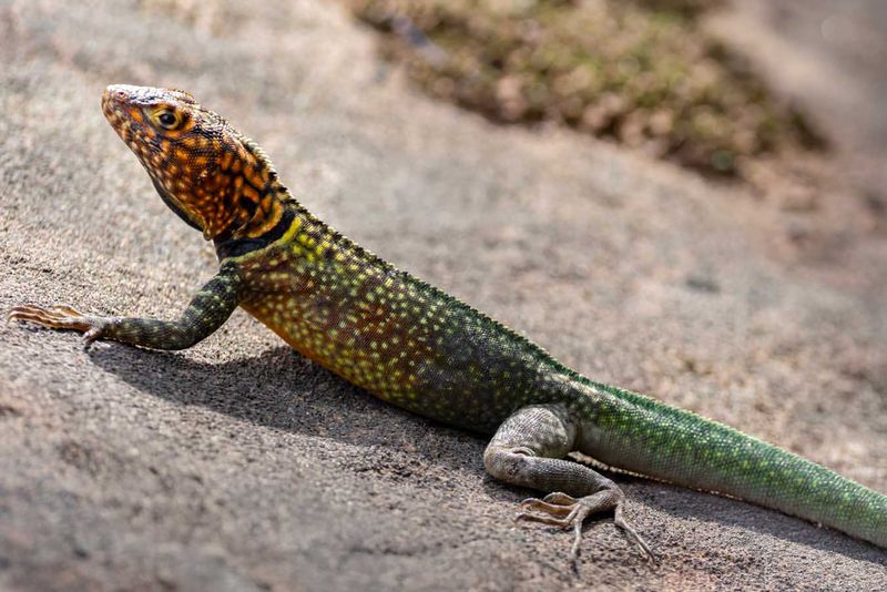 Hawaii's Lava Lizard