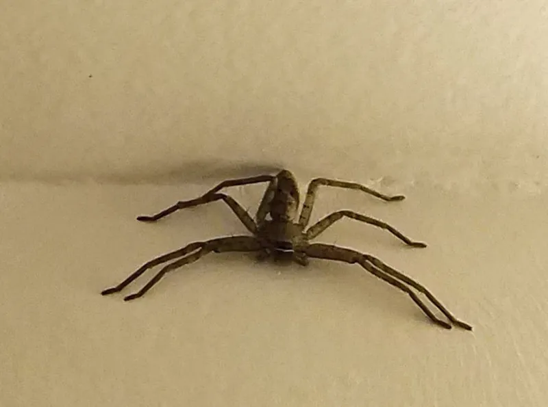 Hawaiian Cane Spider in Hawaii