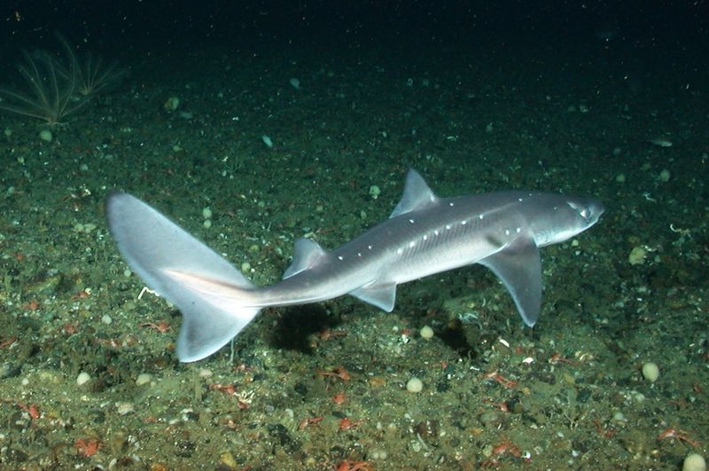 Hawaiian Dogfish