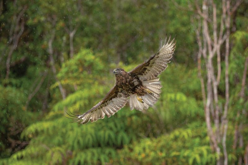 Hawaiian Hawk