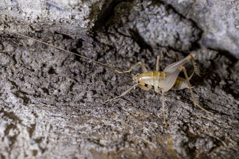 Hawaiian Lava Cricket