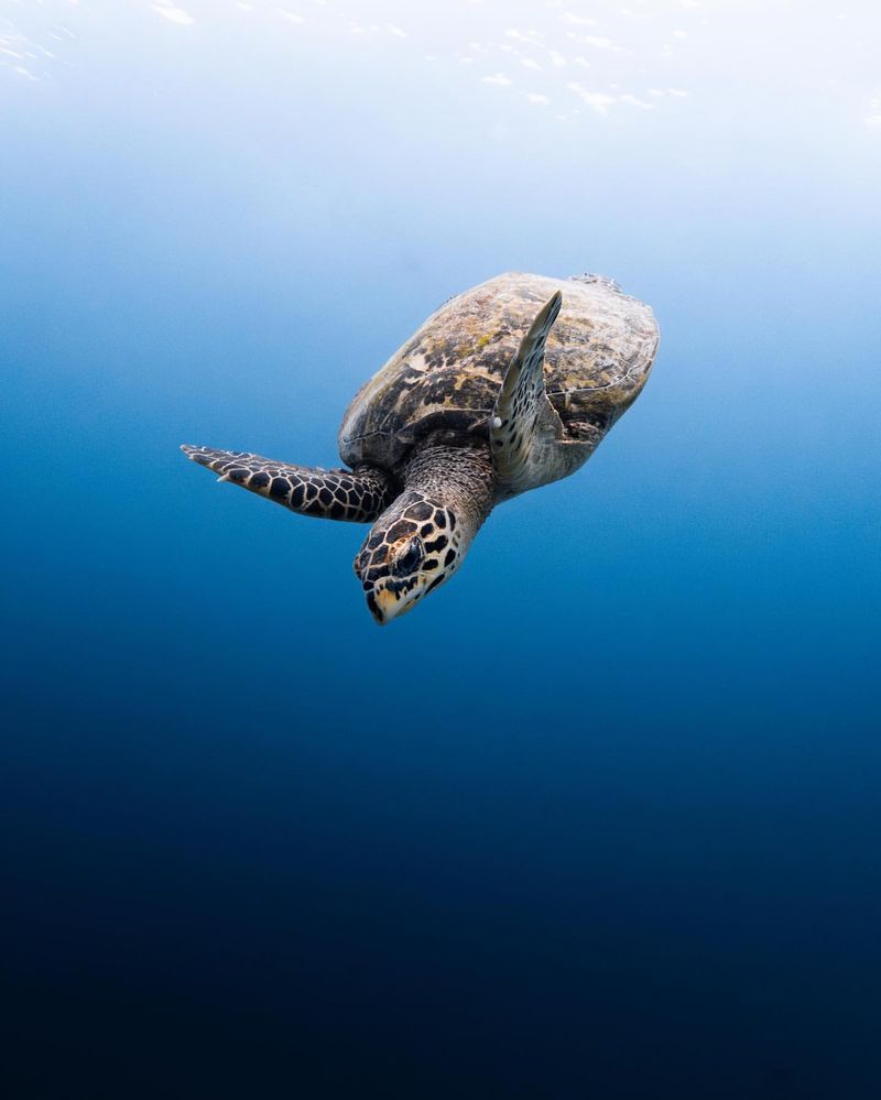 Hawksbill Turtle