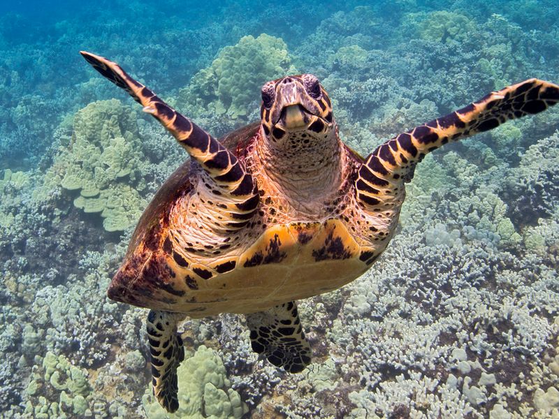 Hawksbill Turtle