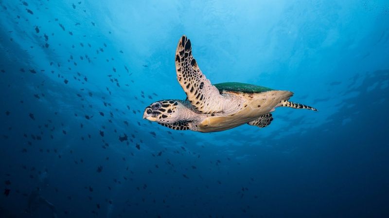 Hawksbill Turtle