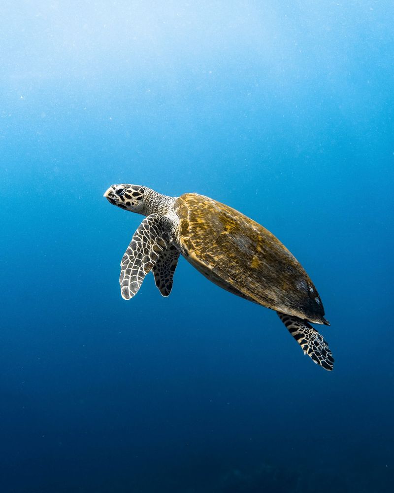 Hawksbill Turtle