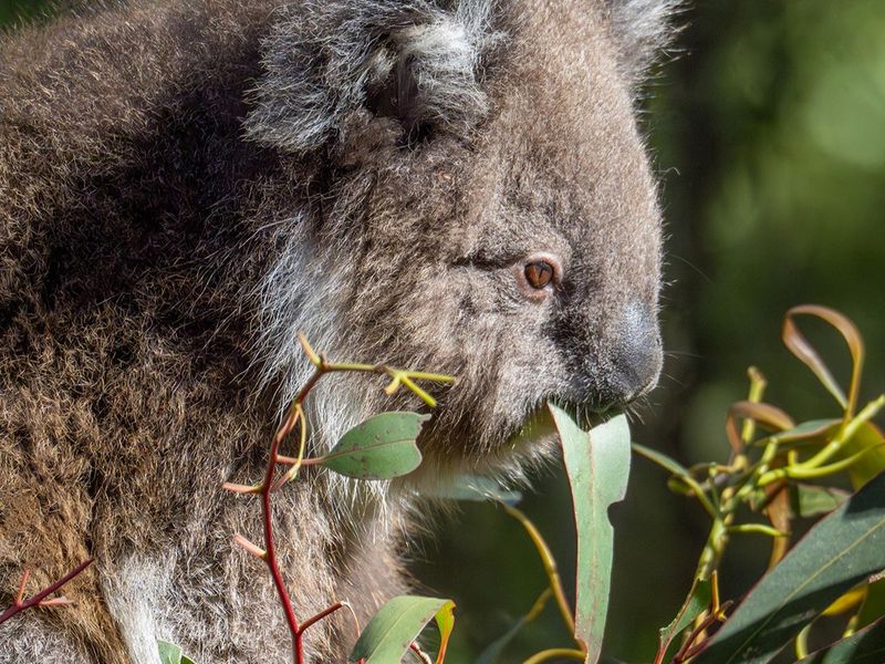 Healesville Sanctuary, Australia