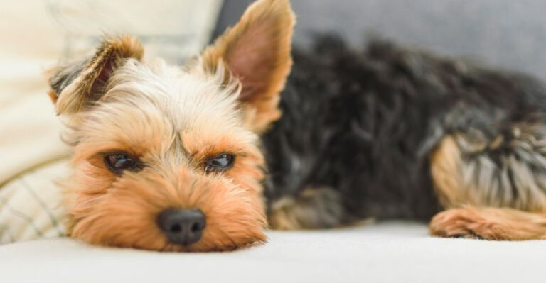 Health Problems Linked To Popular Dog Breeds