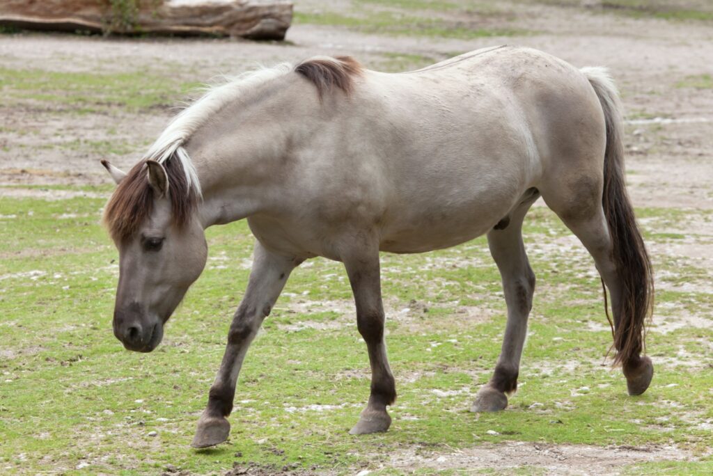 Heck Horse